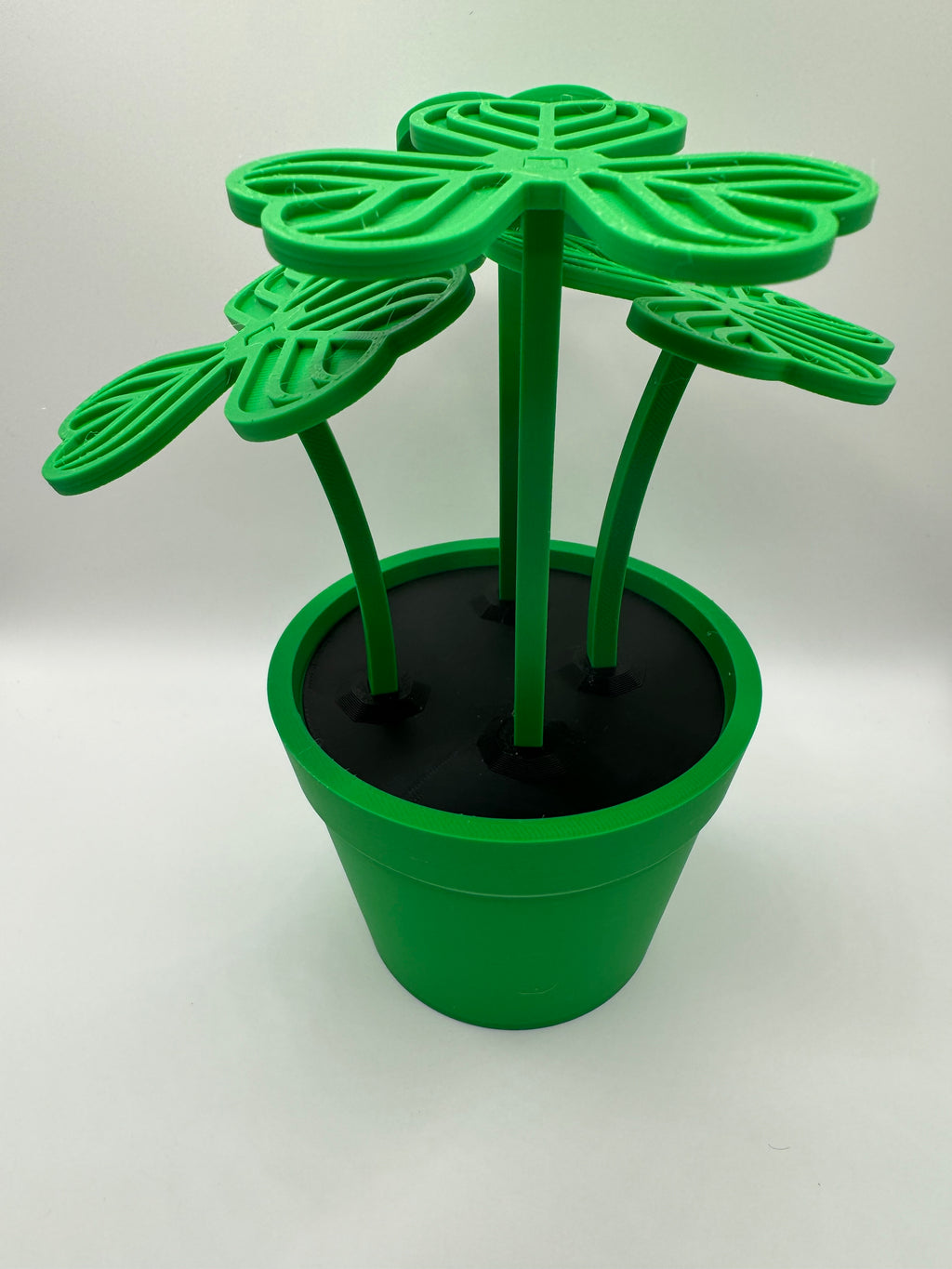 shamrock plant